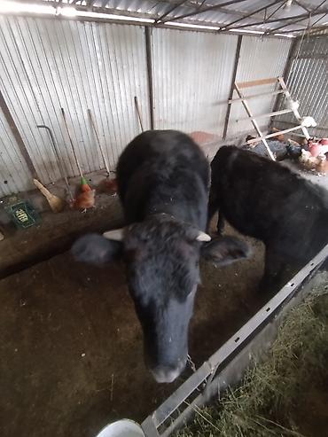 Коровы, быки: Продаю | Тёлка | Швицкая | На откорм | Отела не было — 3