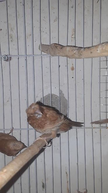 Hazir bala vermiw cut amadinler benqal ve bawi kekililer cutu