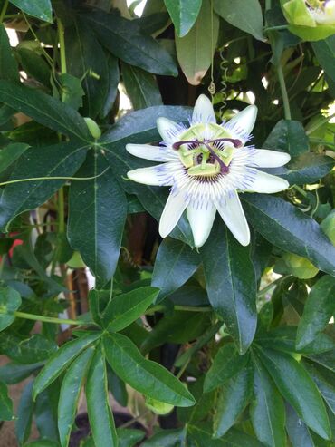 hristov venac sobno cvece: Hristov venac Cveće Hristov Venac Passiflora caerulea spada u red