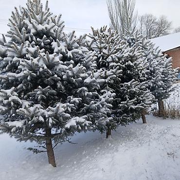 Декоративные деревья: Саженцы деревьев: Ели — 6
