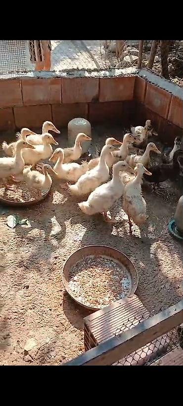 bakıda cücə satışı: Ördəylər satılır istəyən əlaqə saxlasın unvan Lənkəran — 2