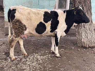 Коровы, быки: Продаю | Корова (самка) | Голштин | Для разведения, Для молока — 2