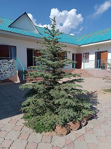 Гостевые дома на Иссык-Куле: - садовая зона с плодовыми деревьями (абрикосы), скамьи и топчаны для — 1