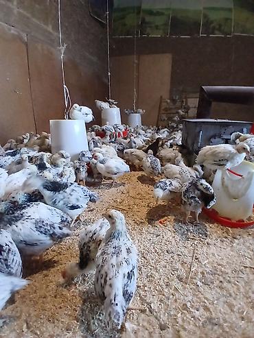 bulbul quşu satışı: 1aydan yuxari serebrist colpalar 4 manat unvan quba — 2