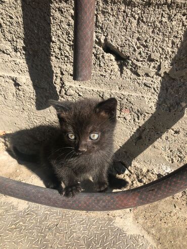 котята сибирской кошки: Кошка даром: Бенгальская, Девочка