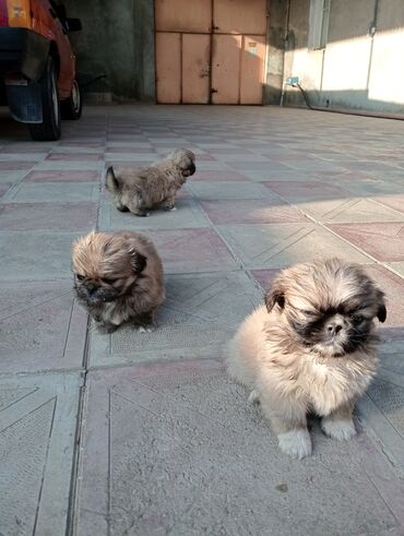 İtlər: Pekines — 7