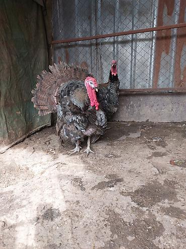 Индюки: Продаю | Индюк (самец) | Для разведения | Племенные — 4