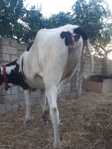Куры: 7AYLIQBOGAZDI.BIRINCIQARINA.UNVnbinesovxo,da