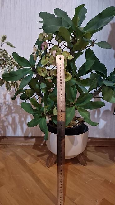 alma gülü: 🍀 Dibçək gülləri 🌱 Pul gülü, Nəzər gülü (Milea), Benjamin, hər biri — 4