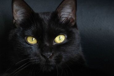 Кухонные плиты, духовки: Возьму кота или кошку чёрного цвета