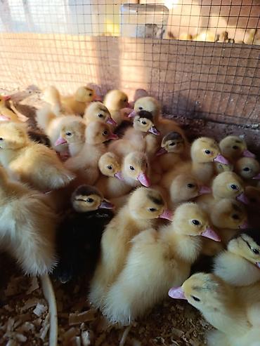 # 🦆 ÖRDƏK BALALARI SATIŞDA! 🦆 🐣 **Sağlam, aktiv və keyfiyyətli ördək