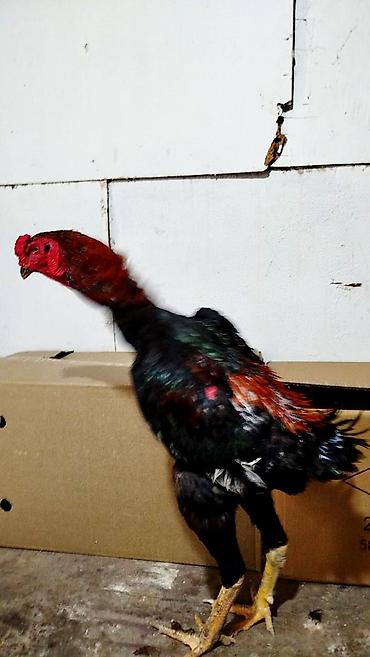 it qovan aparat: Xoruz, Heyratı, il: 1, Ünvandan götürmə, Ödənişli çatdırılma — 1