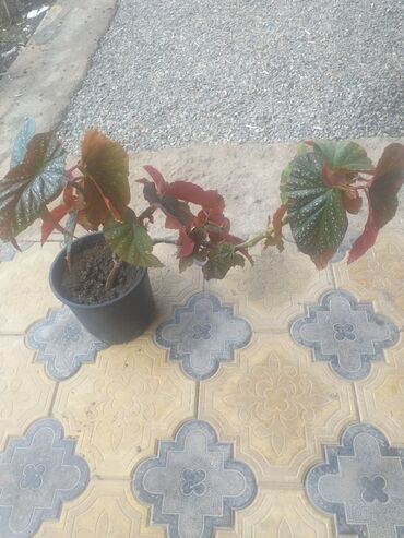 turpan gulu: Ev gulu