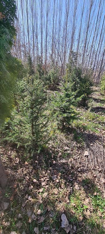 Декоративные деревья: Саженцы деревьев: Сосны — 11