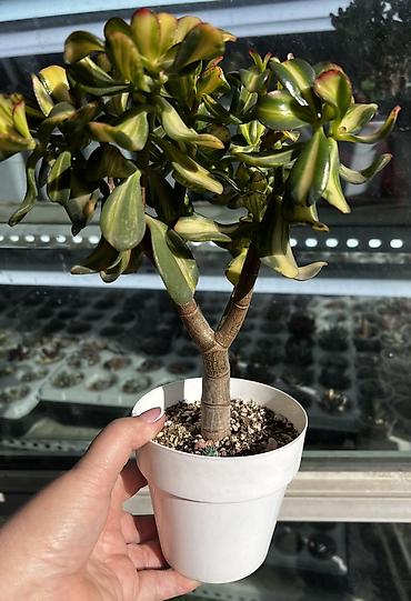 Другой декор и предметы интерьера: Продаю суккуленты: эхеверии, седумы, крассулы, эониумы алоэ — 11