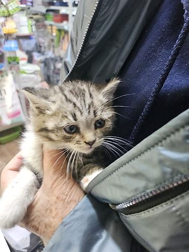 Кошки: Котята ищут дом Примерный возраст: около 1–1,5 месяцев к лотку — 4