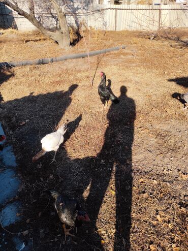 Куры, петухи: Продаю | Петух | Дакан, Бойцовая | Для разведения, Для боев — 5