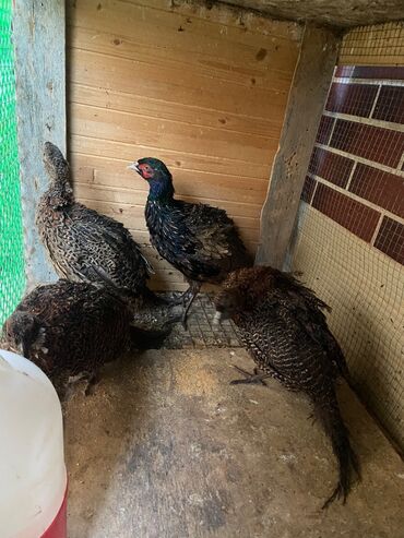 pişiklər ucun bit dərmanı: 1 erkək,3 dişi.
Qiymət 4 quşa aitdir