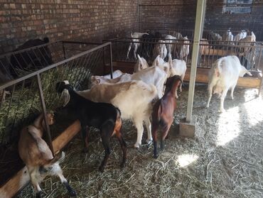 продажа бараны: Продаю | Коза (самка), Козёл (самец), Козлёнок | Полукровка, Нубийская | Для разведения, Для молока | Племенные, Котные, Осеменитель