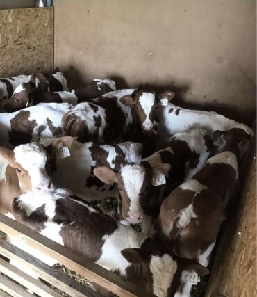 продаю музоо торпок корова самка бык самец айрширская ангус алатауская на забой для разведения на откорм племенные нетель привязанные: Сатам | Уй (ургаачы), Бука (эркек), Кунаажын | Аргын, Ангус, Герефорд | Бордоп семиртүү үчүн, Союуга, Көбөйтүү үчүн | Асыл тукумдуу, Жасалма жол менен боозутуу, Бооз