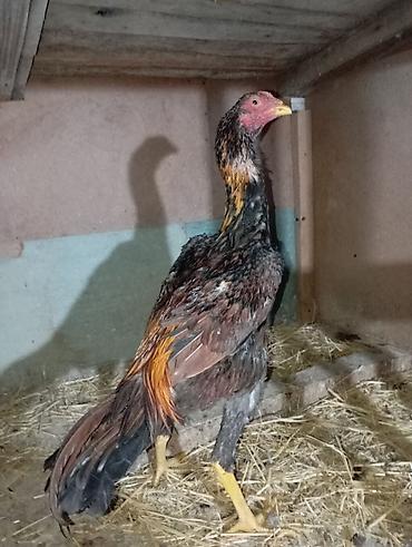 o shamo: Продаю | Куры | Бойцовая | Для разведения — 3