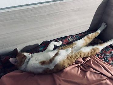 крысу: Беспородная, 2 года, Девочка, Рыжий — 2