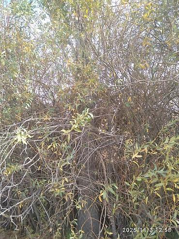 Тополь: Тополя для озеленения/живой изгороди - Порода: тополь (пирамидальный — 30