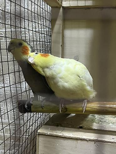tutuqu: Nymph parakitləri (cockatiel) cütü RUCNOY QUŞlardi ikiside dişlemir — 1