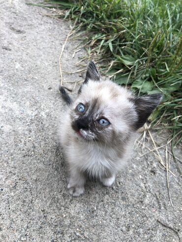 кошка жалал абад: Отдаем сиамского красивого котёнка. Бесплатно. 1,5 девочка, чистая без