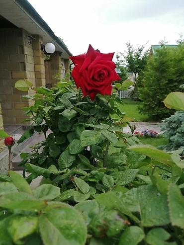 баня каракол каркыра: Коттедж, Royal beach, Чок-Тал, 7 мест — 6