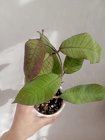 Хойи: Хойи в продаже! Номер по фото, названия и цены указаны: #1 — 8