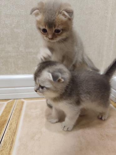 Pişiklər: Skottish Fold balaları - Cins: Scottish Fold (qatlanmış qulaqlı) - — 6