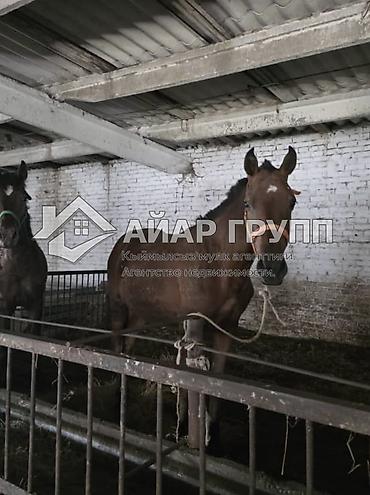 Продажа сельхоз предприятий: Кошара, 60 соток, Действующий, С оборудованием — 11