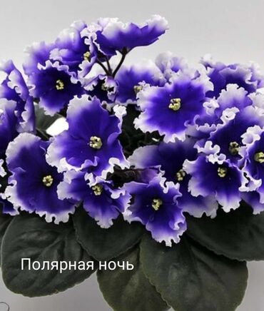 Otaq bitkiləri: 5 — 12