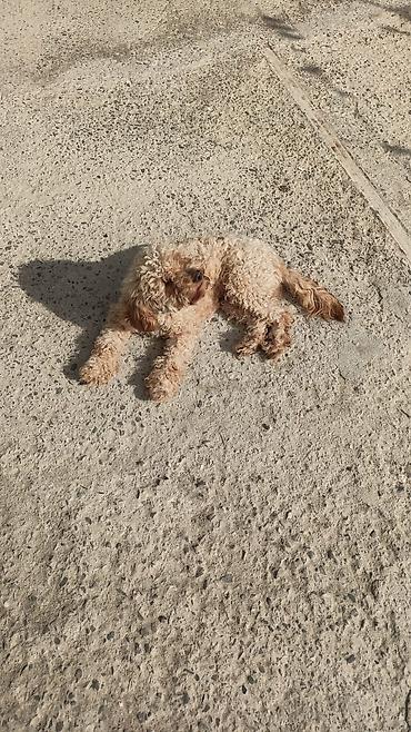 it adi: Pudel, Dişi — 5