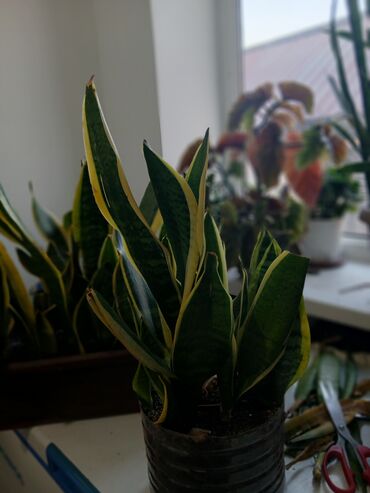 Драцены и Сансевиерии: Большой выбор сансиеверии — 13