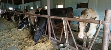 Inəklər, öküzlər: Məhsul: Qaramal – ət istiqamətli dana/öküzlər Təsvir: - Şəkillərdə — 8