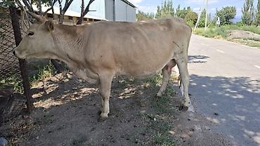 Коровы, быки: Продаю | Корова (самка) — 6
