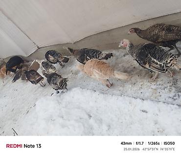 Индюки: Продаю | Индюк (самец) | Для разведения | Племенные — 10