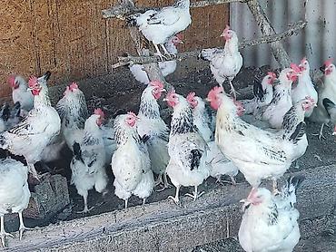 вязка коты: Продаю | Куры | Для разведения — 4
