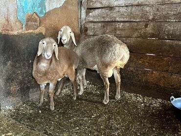 Бараны, овцы: Продаю | Овца (самка), Ягненок, Баран (самец) at lalafo.kg — 4 Бараны, овцы: Продаю | Овца (самка), Ягненок, Баран (самец) — 4