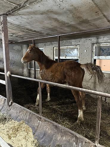 Лошади, кони: Продаю | Жеребенок | На забой — 9