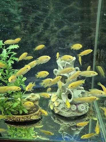 Рыбы: Продаю подростков Лабидохромис Еллоу (3-4 см) Labidochromis Yellow - — 8