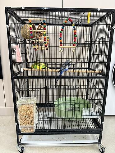 для попугая: 🐦 Продаются волнистые попугаи Продаются 2 волнистых попугая самка и — 2