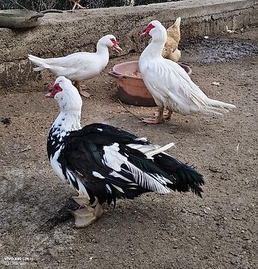 ordəyi: Lal ördək yumurtası, mayalı. iri sortdu — 2