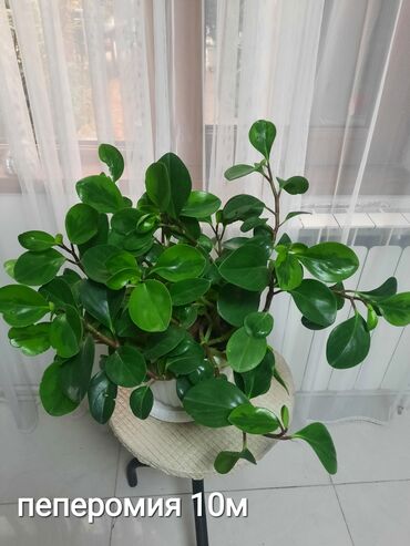 Otaq bitkiləri: Otaq bitkiləri kolleksiyası 1) Papоротnik – 20 m - Sərfəli otaq — 27