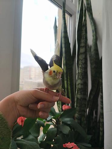 Əl quşudi qəti dişdəmir qəfəslə bir yerdə verilir