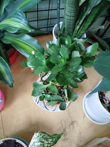 Другие комнатные растения: Другие комнатные растения — 11