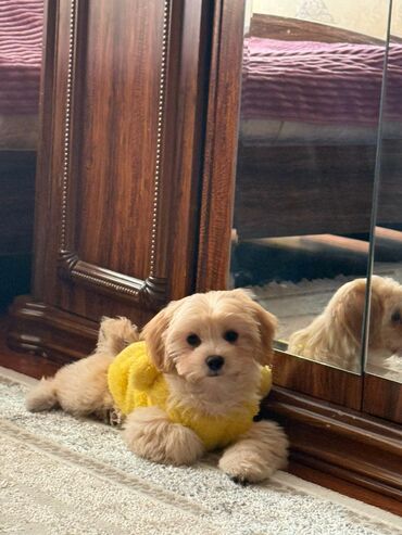 İtlər: Şpitz — 1