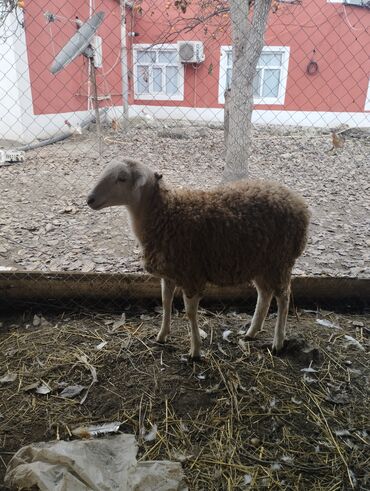 Qoyunlar, qoçlar: Hər ikisi cins quzlaridir iksdə dişdir 5-6 aylıq quzlardir qiyməti — 7